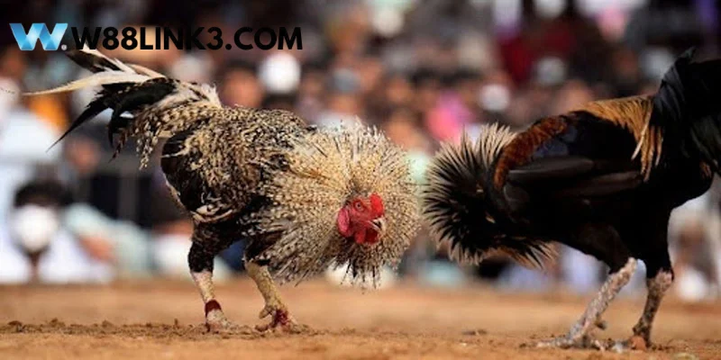 Diễn biến chi tiết của trận đấu gà 24 tỷ trong lịch sử